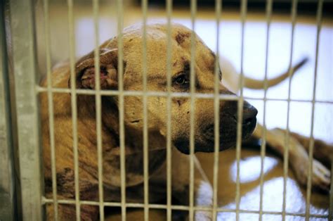 Florida Dog Fighting Ring Busted Guardian Liberty Voice