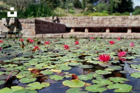 A Pond Filled With Water Lilies Next To A Stone Wall Photo Free