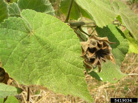 Hairy Indian Mallow Abutilon Grandifolium Malvales Malvaceae 5419034