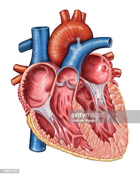 Human Heart Valve Photos And Premium High Res Pictures Getty Images