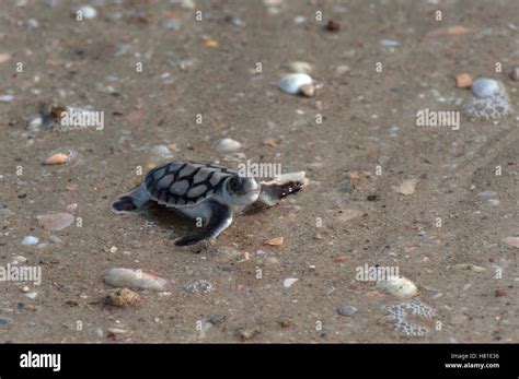Flatback Turtle Natator Depressa Hatchling Going To Sea Torres