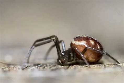 Steatoda Grossa False Black Widow Spider Usa Spiders