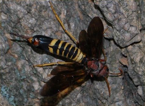 Wasp Tremex Columba Bugguidenet