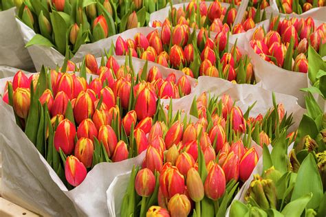 Tulips For Sale At A Flower Market Photograph By P A Thompson Fine