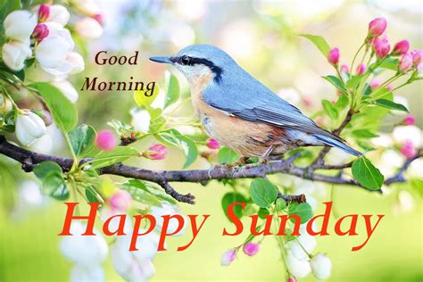 Top 10 Good Morning Happy Sunday Images Greetings