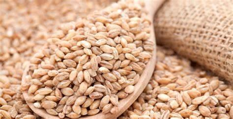 Перловая крупа при диете 5 Перловая крупа: производство, виды, состав, польза, как правильно выбрать Перловая крупа: производство, виды, состав, польза, как правильно выбрать Перловая крупа при диете 5