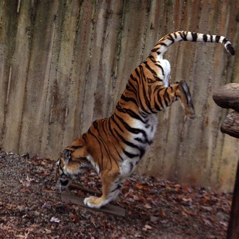 Amur Tiger Stock 20 Jumping By Hotnstock On Deviantart