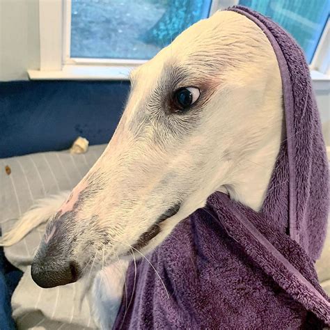 This Borzoi Sighthound May Have The Worlds Longest Nose And She Is