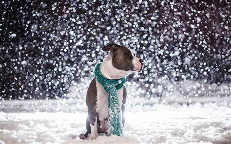 Winter Cute Dog Wallpapers - Wallpaper Cave