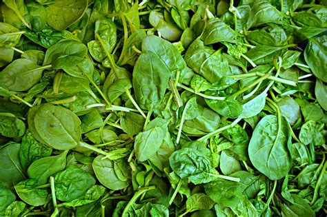 History Of Food 5 Interesting Facts About Spinach
