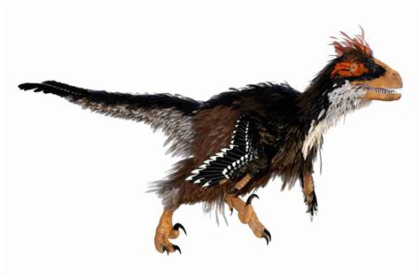 How Do We Know Dinosaurs Had Feathers Some Key Evidence Adventure