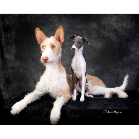 They are clean like the cats, and with their incredible grace, even temperament, sensitivity. Alfheim, Italian Greyhound Breeder in Ethel, Washington
