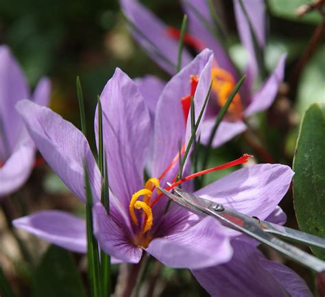 Saffron Crocus 50 Bulbs Rare Spice Fall Blooming Crocus Sativus