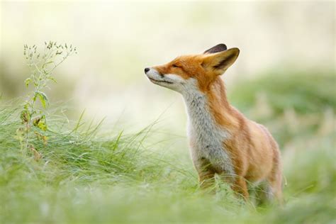 36 Zen Fox In Top 10 Best Of 2014 Animal Photos 500px