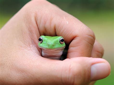 How To Care For Pet Frogs Guide For Beginners Vivo Pets