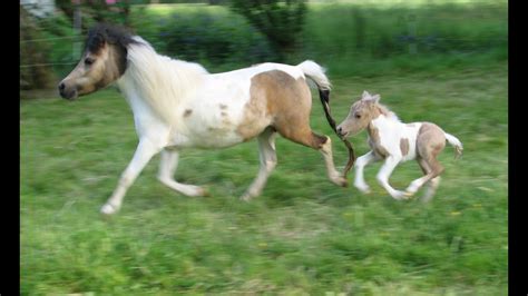 A Miniature Horse Foal Is Born Little Hooves Oberon Palomino Pinto
