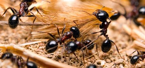 Hormiga Cómo Se Comunican Qué Comen Tipos De Hormigas