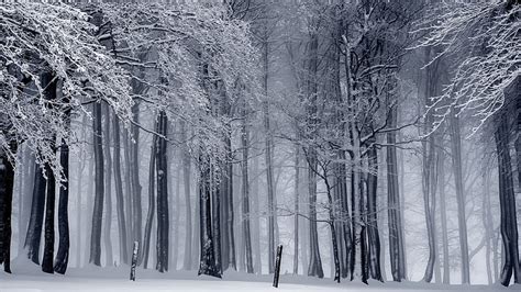 Hd Wallpaper White Trees Winter Snow Nature Photo Spruce Forest