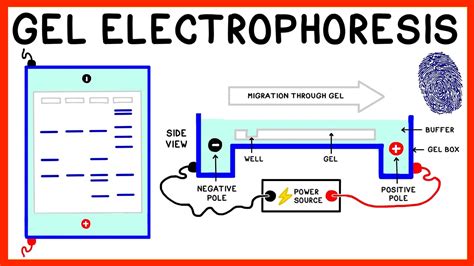 Gel Electrophoresis And Dna Fingerprinting Explained Youtube