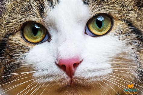Things You Never Knew About Cats Eyes Love Ferplast