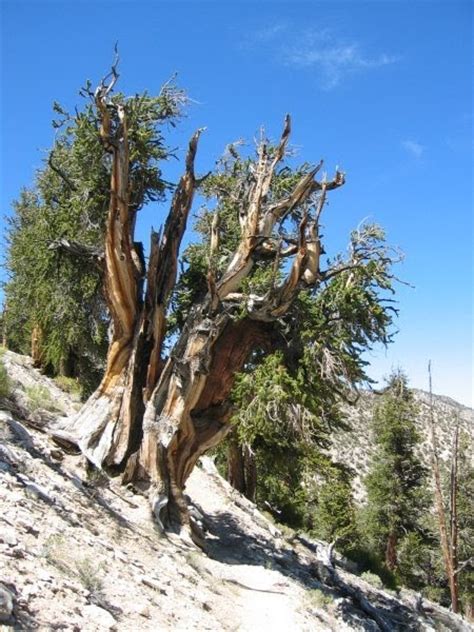 Trailing Ahead Trails Of Climate Change Bristlecone Pine