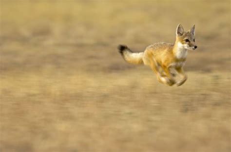 Like The Wind Swift Fox Photo By Tom Mangelsen Buffalo