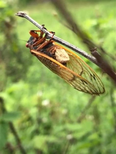 Psychoactive Parasitic Fungus Turning Cicadas Into Hyper Sexual ‘zombies The Advertiser