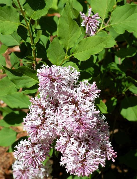 Fill In A Bare Landscape Fast With These Quick Growing Shrubs Growing