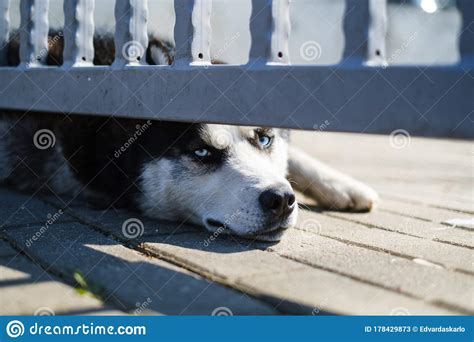 Bored Husky Dog Lying Next To A Closed Grated Gate Stock Image Image