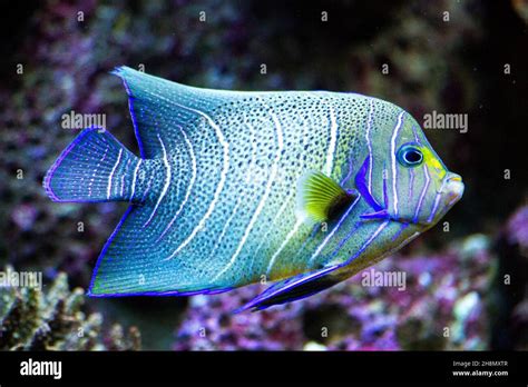 Reef Fish Native Fish Eden Island Aquarium Mahe Seychelles Eden