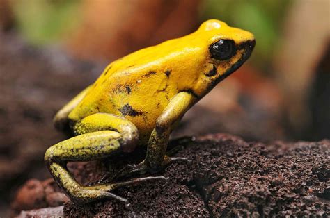 Rainbow Poison Dart Frog Facts Poison Dart Frogs Are Extremely Toxic
