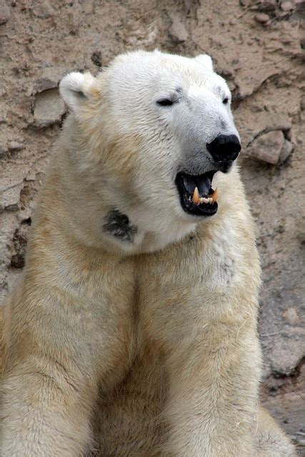 Polar Bear Teeth Flickr Photo Sharing