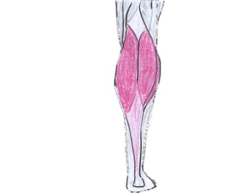 What Are Calf Muscles And Effective Exercises For Strong Calves