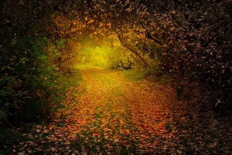 Autumn Forest And Mysterious Path Between Trees By