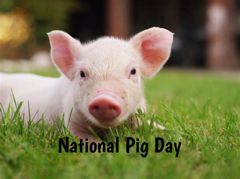 You shared many great photos so we separated them into a few different galleries. National Pig Day in 2021/2022 - When, Where, Why, How is ...