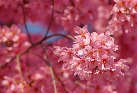 Pink Spring Flowers Stock Image Image Of Nature Outdoors 4648427
