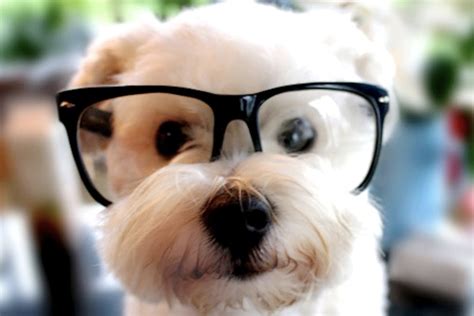 Funny Cute Puppy With Glasses Best Photographs 2013 Funny Animals