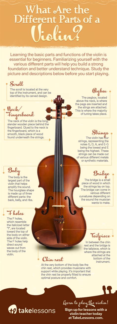 What Are The Different Parts Of A Violin Infographic Violin