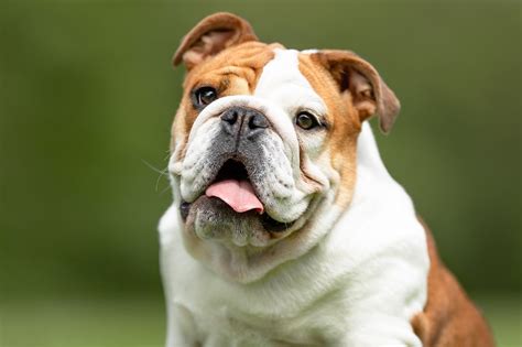 Types Of Bulldogs Updated For 2023 Canine Hq