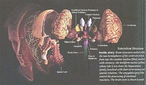 Cerebellar nuclei / anatomy & histology*. Pin by Maayan Visuals on Neuroanatomy | Brain stem, Brain structure, Caudate nucleus