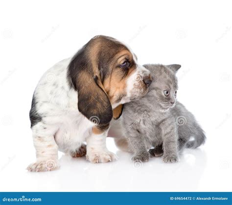 Kitten And Basset Hound Puppy Together Isolated On White Stock Photo
