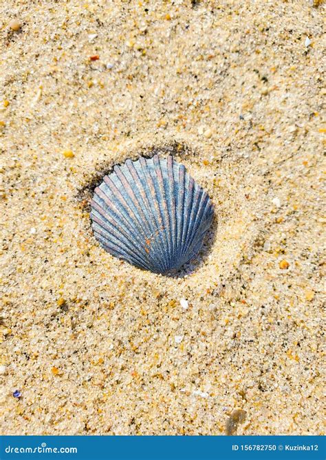 Sea Shells Washed Up On Sandy Beach Usa New York Stock Photo Image