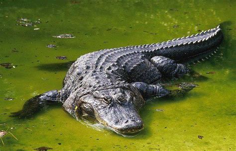 Aligator Amerykański Zwierzęta Reptiles And Amphibians Crocodiles