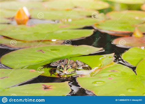 Frog Beautiful Nature Frog Sitting On The Lily Leaf In Pond Stock
