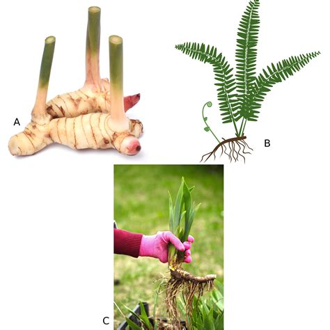 Rizoma - Partes das Plantas - Biologia - InfoEscola