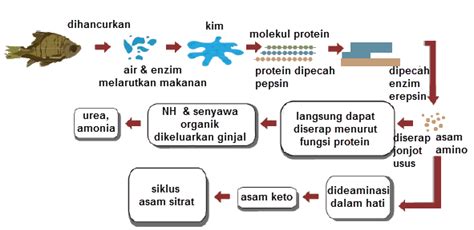 Proses Pencernaan Protein Dalam Tubuh Dengan Disertai Gambar Keterangan Lengkap