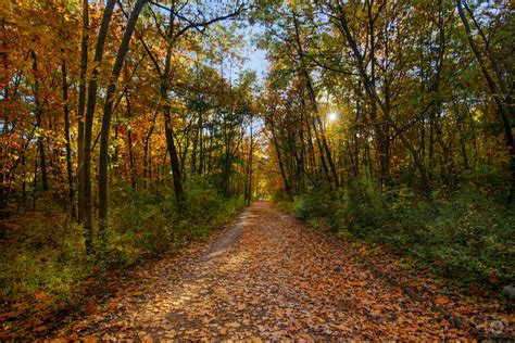 Autumn Forest Trail Background High Quality Free Backgrounds