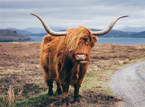 Scotlands ‘coo Cam For Highland Cows