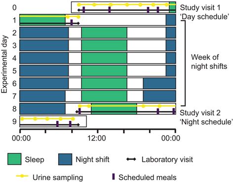 The Effect Of Night Shifts On 24 H Rhythms In The Urinary Metabolome Of