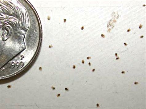 Lice are more commonly seen in cats with long or matted hair, in older cats that can no longer groom themselves. How to get rid of bird lice in house - IAMMRFOSTER.COM